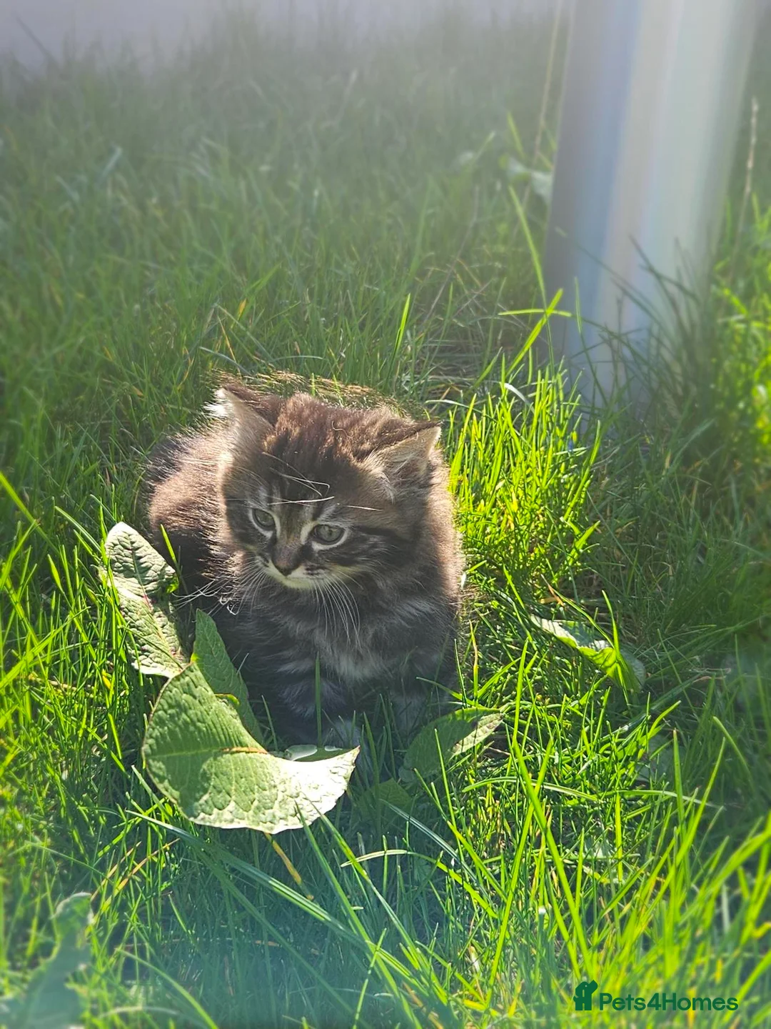 Mixed Breed cats for sale: Kuril- Doll🐾 Tiny Paws Seeking Forever Homes! 🐾 - Advert 32