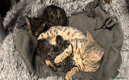 Bengal cats for sale: Purebred Silver and Snow bengals babies.  - Image 2