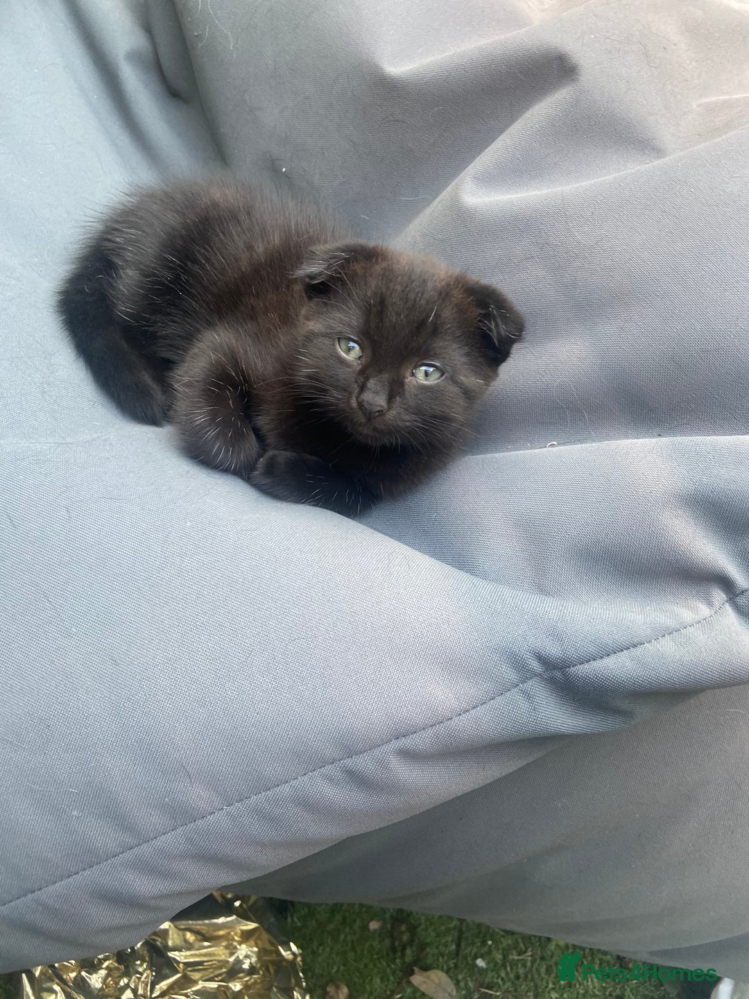 Mixed Breed cats for sale: Scottish fold cross for sale  - Image 30