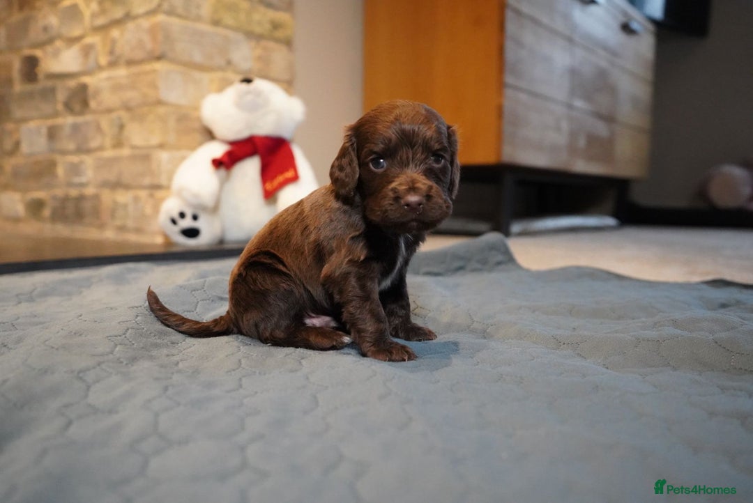 Cocker Spaniel dogs for sale: Chocolate, Blue Roan & Black Cocker Spaniel Babies - Advert 7