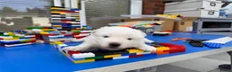 Samoyed dogs for sale: Bundle of joy 3 Puppy - Advert 16