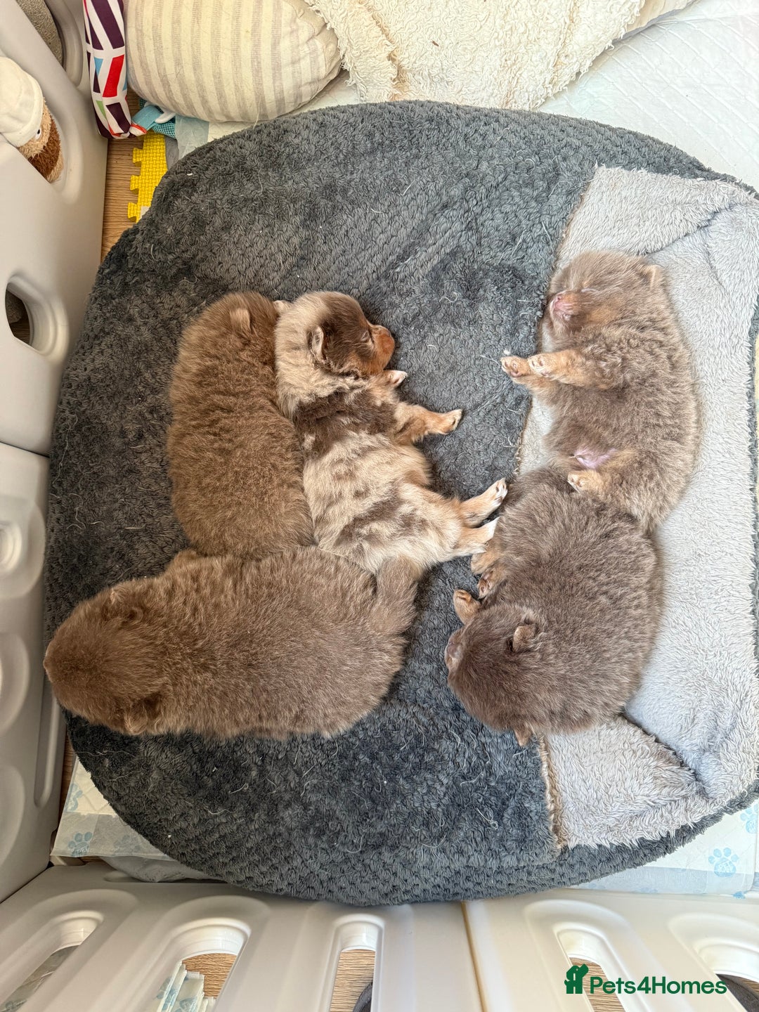 Pomeranian dogs for stud: Lilac and orange tan teddy Bear🪻🍊 - Advert 13