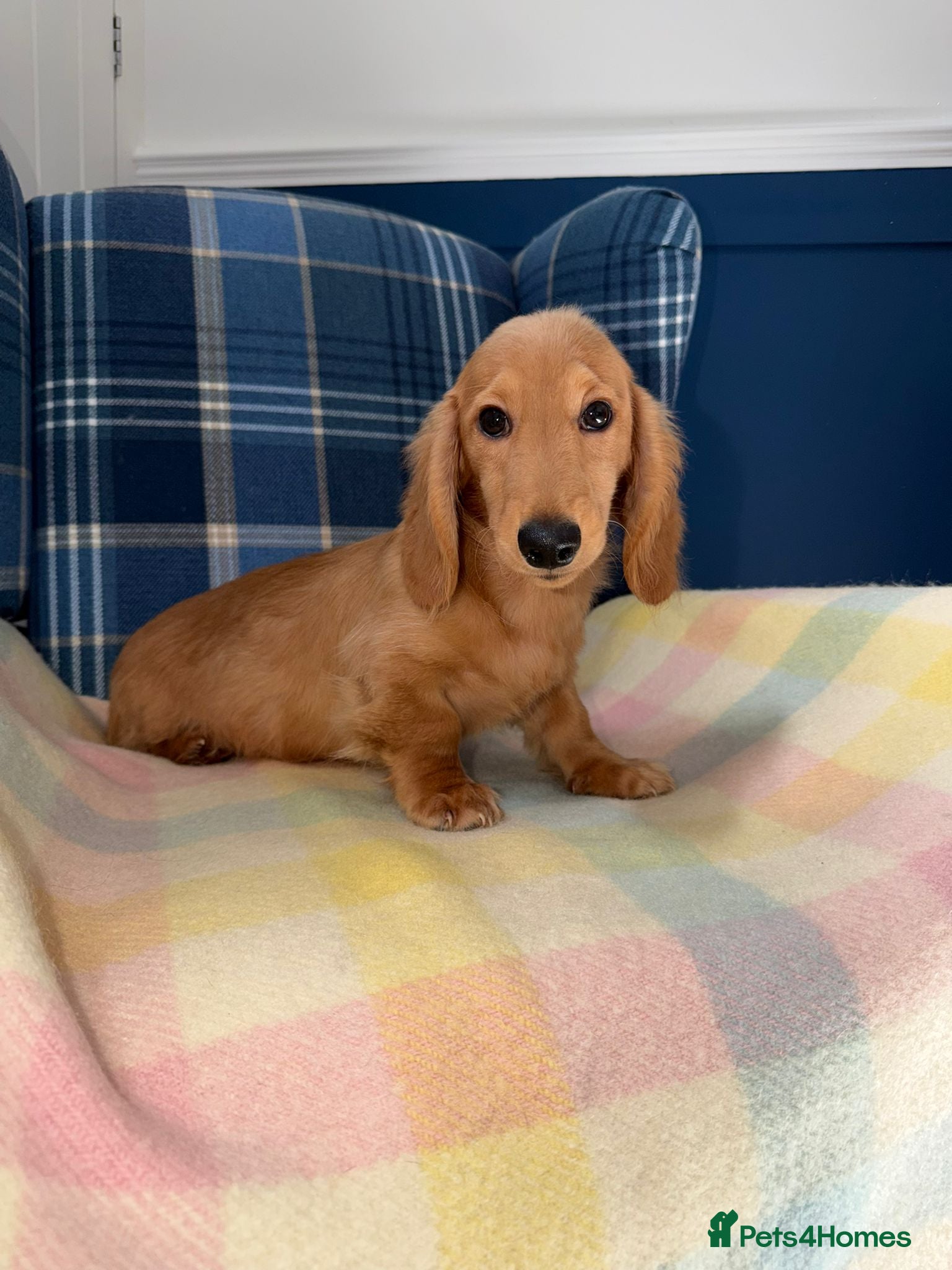 Miniature Dachshund dogs Last Boy Left  - Advert 1