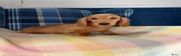 Miniature Dachshund dogs for sale: Last Boy Left  - Advert 2