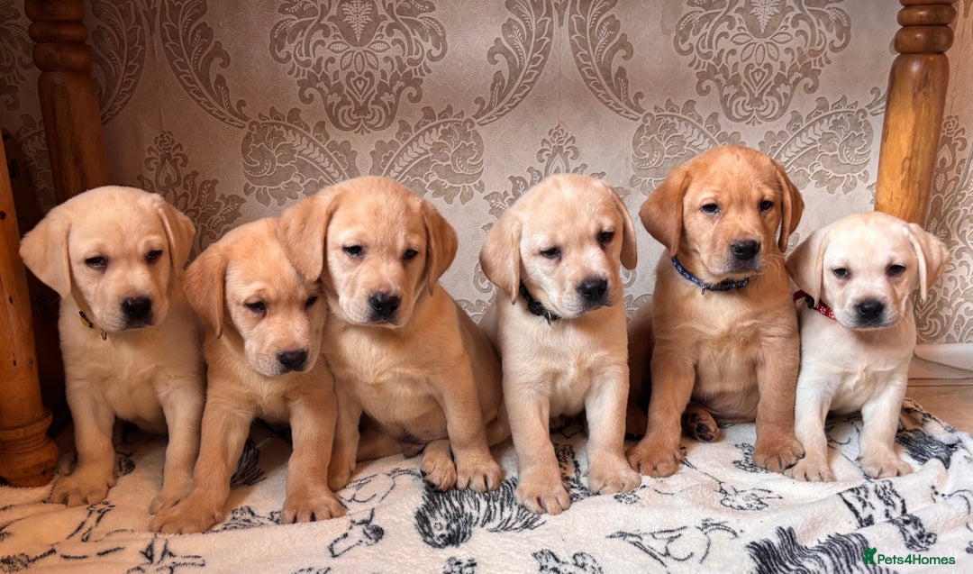 Labrador Retriever dogs for sale: Traditional english show type labrador puppies  - Image 5