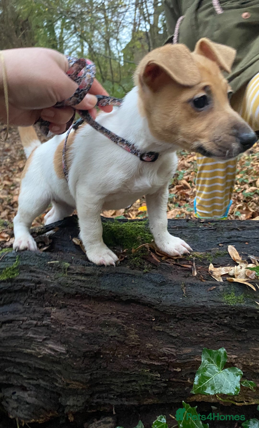 Jack Russell dogs for sale: Traditional small type Jack Russell girl puppy - Advert 3