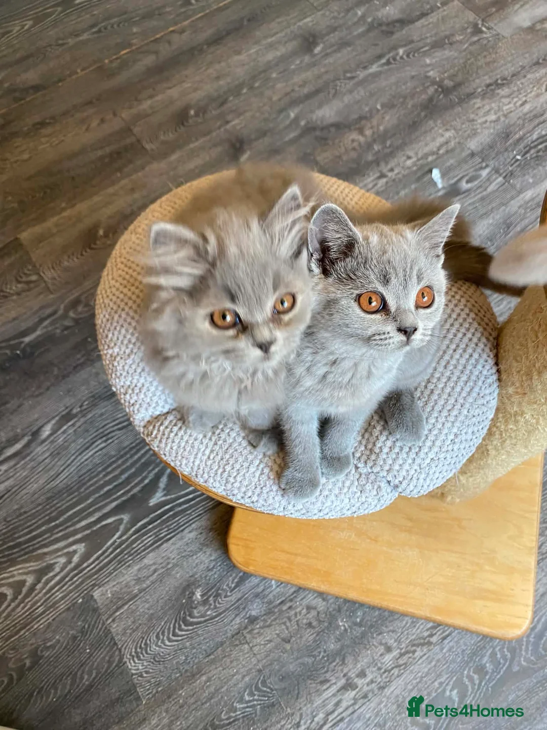 British Shorthair cats for sale: Blue longhair male blue shorthair female  - Advert 2