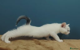 Mixed Breed cats for sale: Kittens  - Image 25