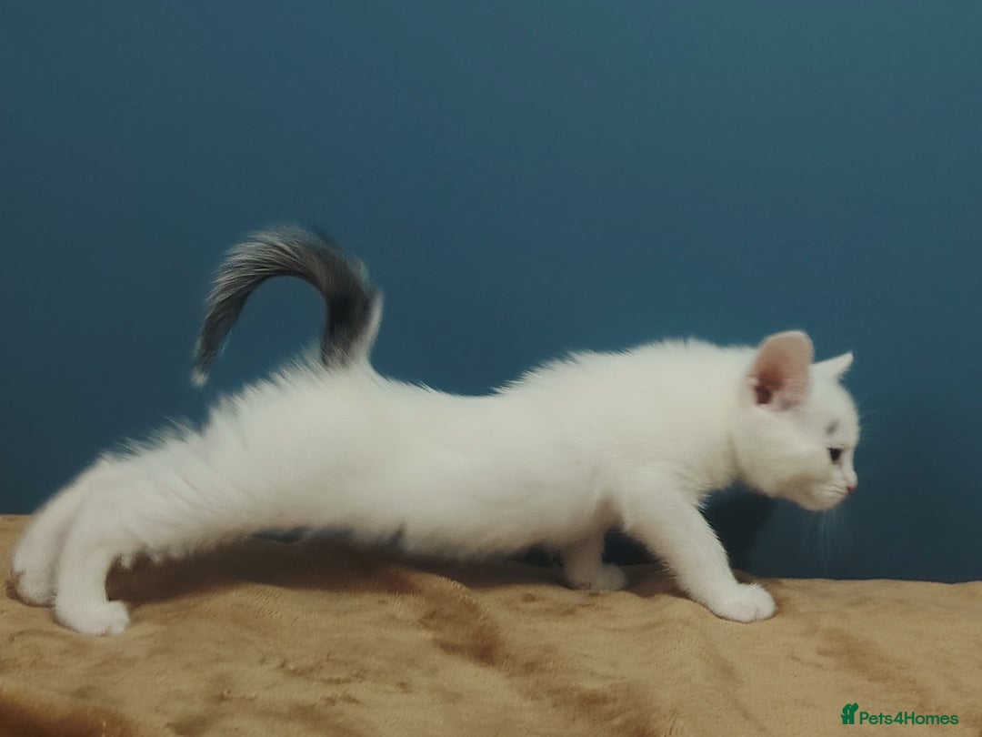 Mixed Breed cats for sale: Kittens  - Image 25