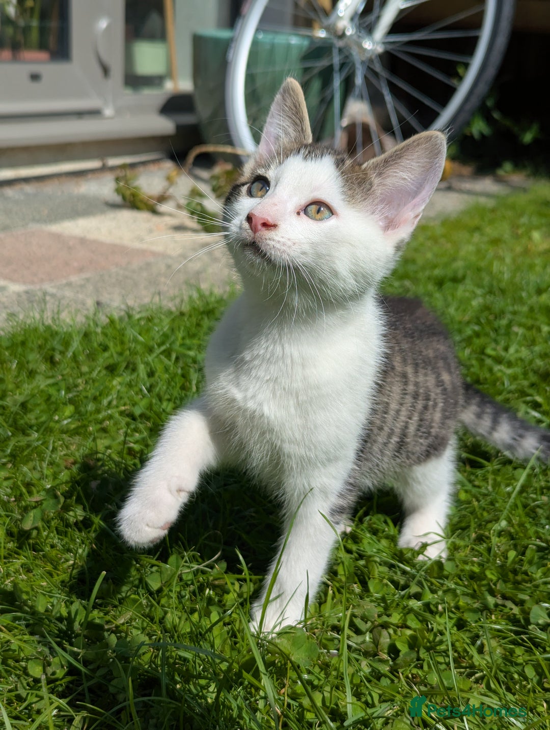 British Shorthair cats for sale: 4 adorable 9 week old kittens for sale - Image 15