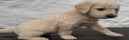 Goldendoodle dogs for sale: 💙 4 Gorgeous F1 Goldendoodle Boys 💙 - Advert 13