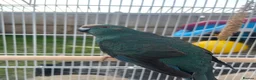 Mixed Breed birds for sale: Teal, the kakariki  - Advert 17
