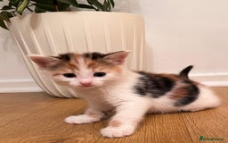 Mixed Breed cats for sale: 7 Beautiful Kittens 2 girls and 5 boys  - Image 2