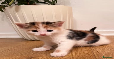 Mixed Breed cats - Advert 4
