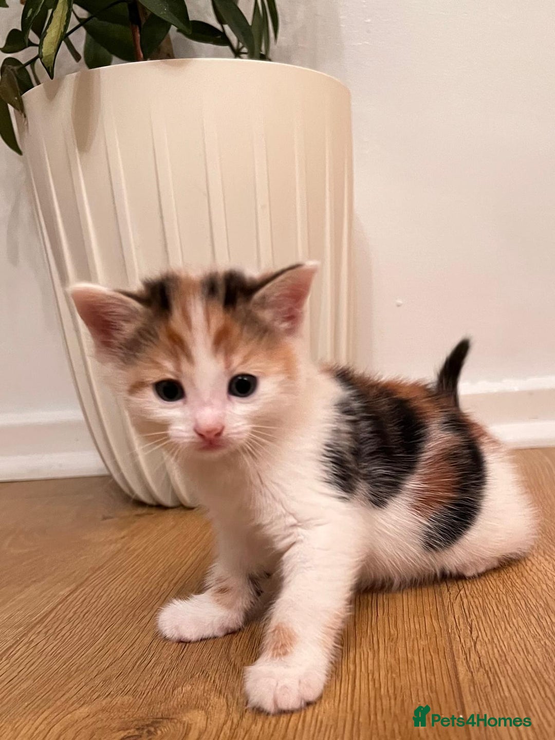 Mixed Breed cats for sale: 7 Beautiful Kittens 2 girls and 5 boys  - Image 2