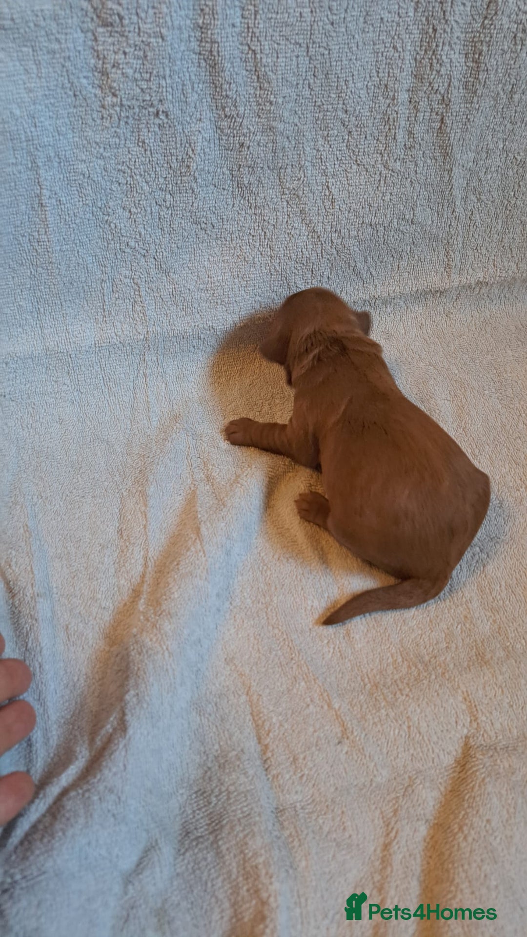 Australian Labradoodle dogs for sale: Australian Labradoodle puppies in Basildon - Image 14