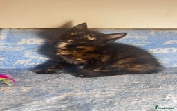 Mixed Breed cats for sale: 3 Lovely Kittens - Image 14