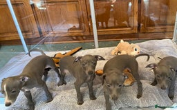 Italian Greyhound dogs for sale: ITALIAN GREYHOUND PUPPIES  - Image 8