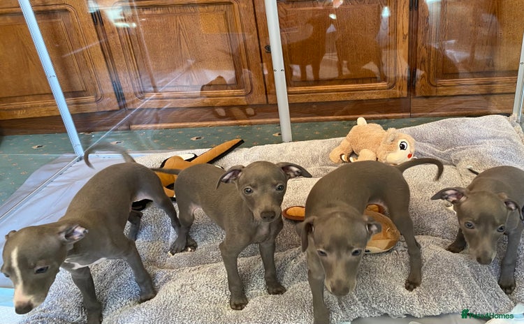 Italian Greyhound dogs - Advert 2