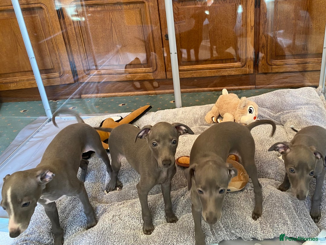 Italian Greyhound dogs for sale: ITALIAN GREYHOUND PUPPIES  - Image 8