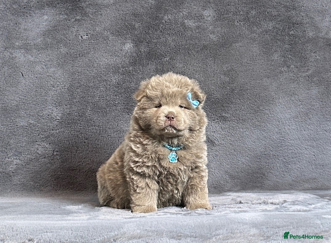 Chow Chow dogs for sale: Extremely Rare solid lilac male chow chow puppy  - Advert 2