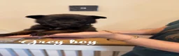 Belgian Shepherd Dog dogs for sale: 🐾❤️ BELGIAN MALINOIS PUPPIES FOR SALE ❤️🐾 in Nottingham - Advert 4