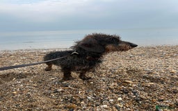 Dachshund dogs for stud: KC Reg 0%COI Brilliant Bold Wirehaired Teckel Stud in Sudbury - Image 3