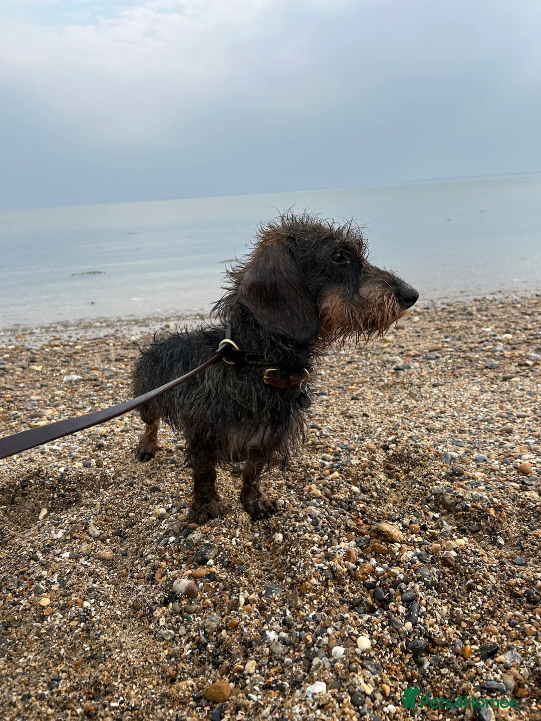 Dachshund dogs for stud: KC Reg 0%COI Brilliant Bold Wirehaired Teckel Stud in Sudbury - Advert 3