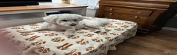Bichon Frise dogs for sale: 2 year old male neutered bichon frise in Wrexham - Advert 3