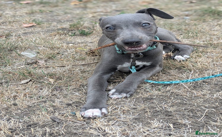 Whippet dogs - Advert 1