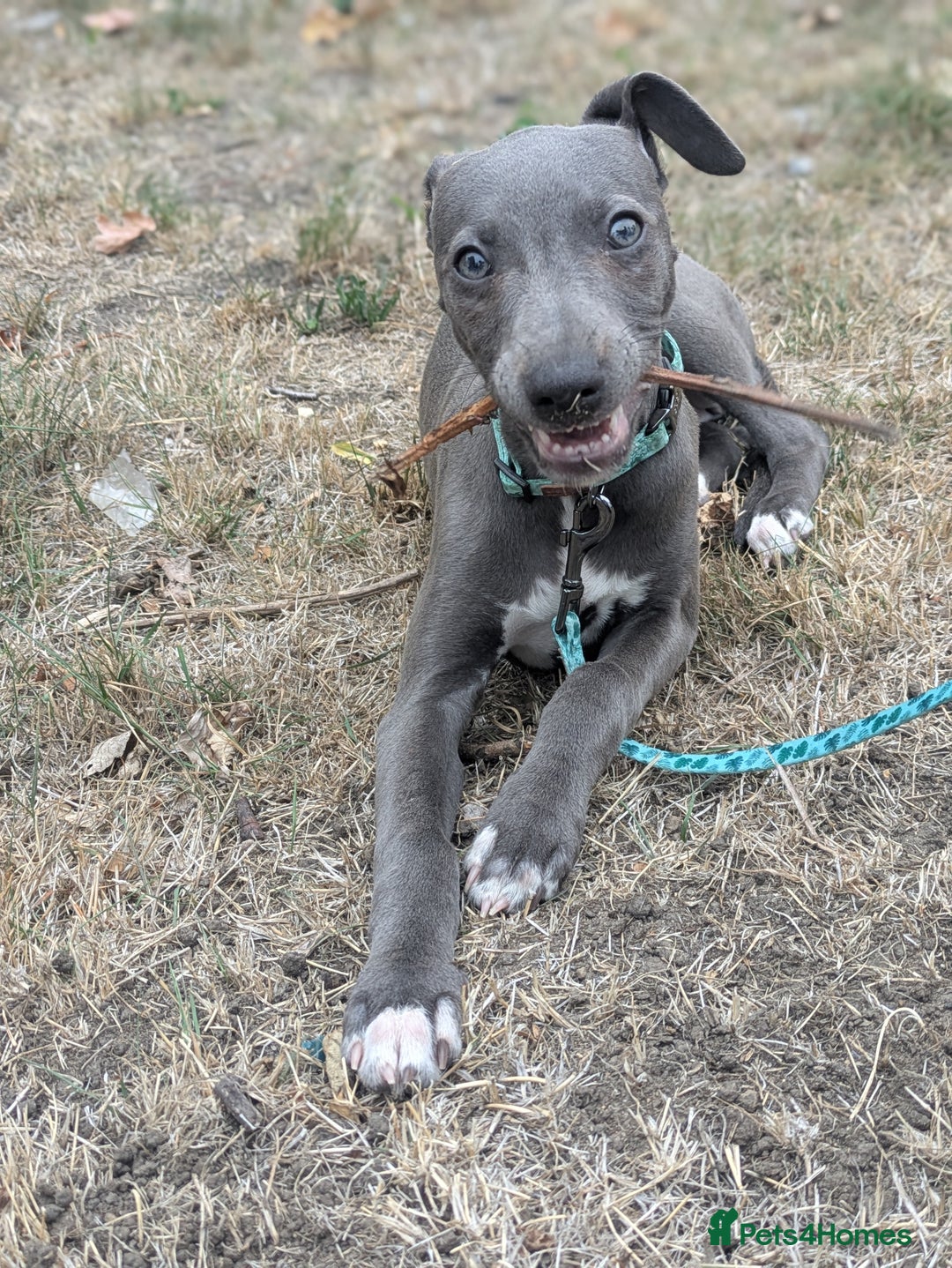 Whippet dogs for sale: KC registered Blue whippet  - Image 1