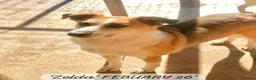 Mixed Breed dogs for adoption: Zelda, 3 yrs old approx. Available for adoption. in Brixham - Advert 14