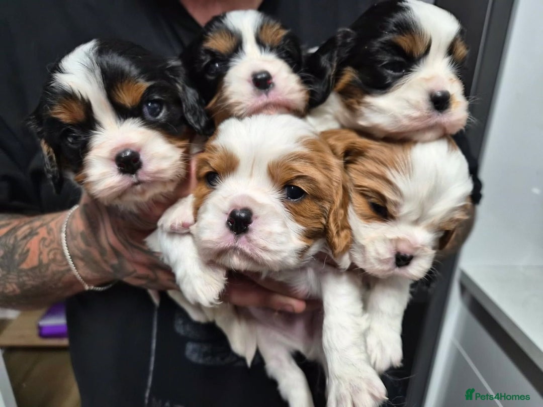 Cavalier King Charles Spaniel dogs for sale:  Cavalier King Charles Spaniel Puppies for Sale  - Image 1