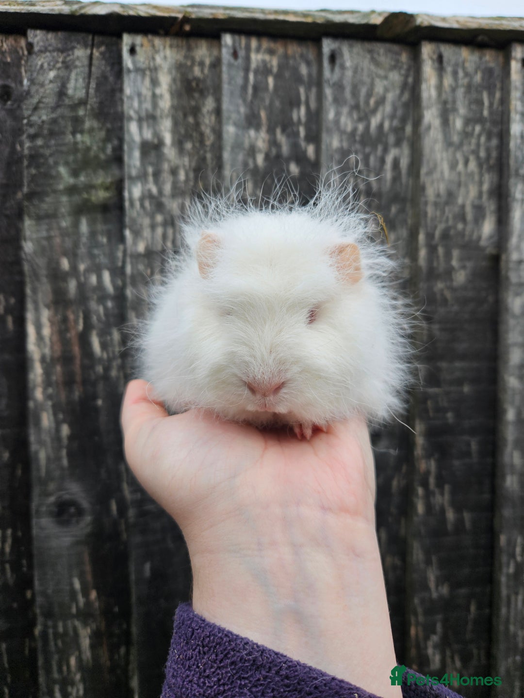 Guinea Pig rodents for sale: 3 baby swiss boars - Image 7