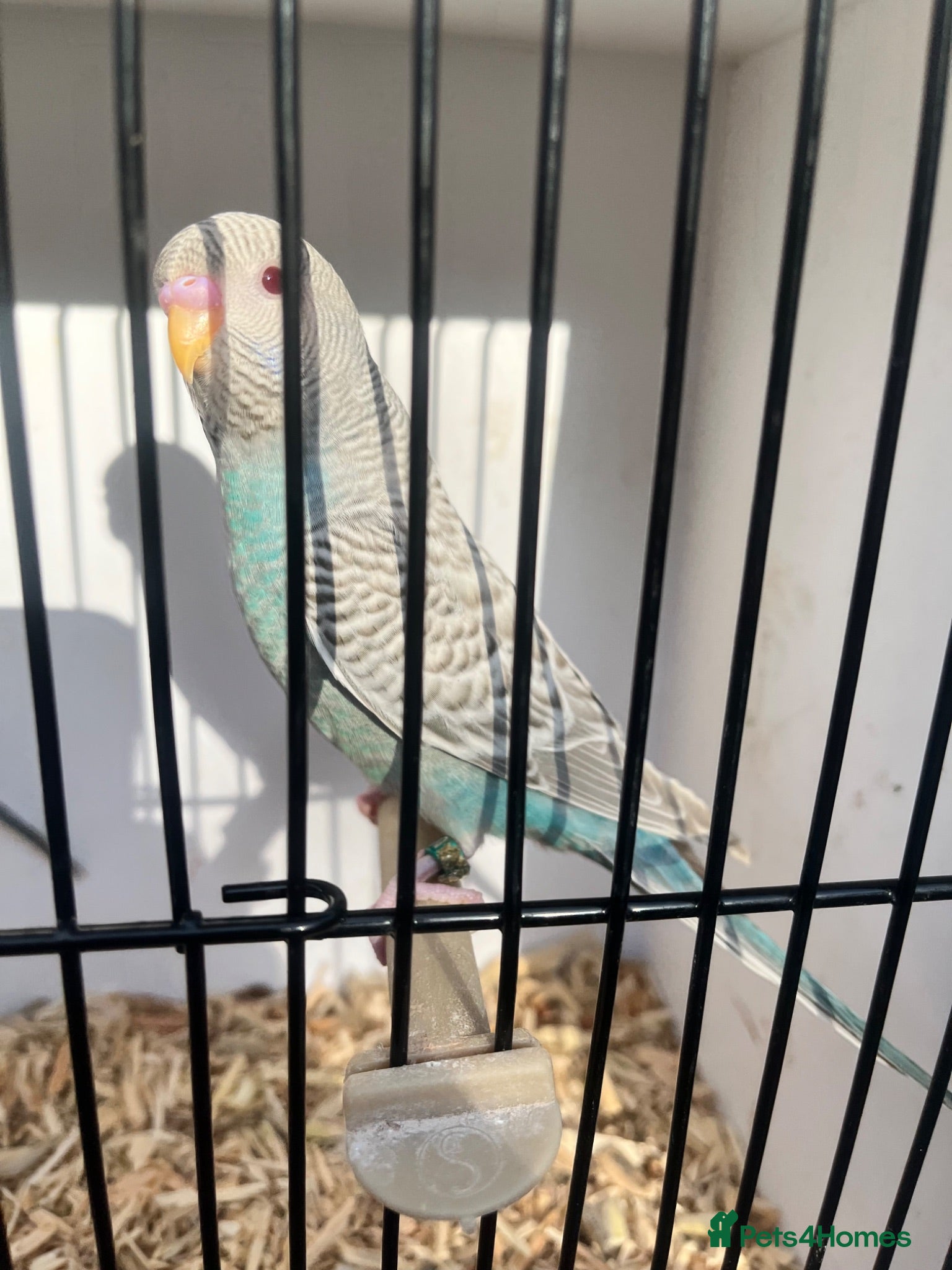 Budgerigars birds Stunning mutations  - Advert 1