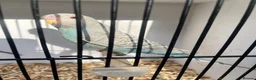 Budgerigars birds for sale: Stunning mutations  - Advert 1