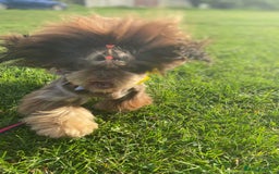 Shih Tzu dogs for stud: stunning dobie stud boy in Doncaster - Image 2
