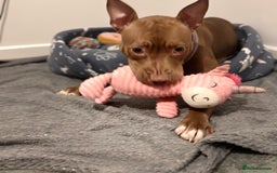 Mixed Breed dogs for sale: Dolch the Beauty - Image 5