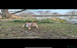 French Bulldog dogs for sale: Merle French bulldog for sale - Image 4