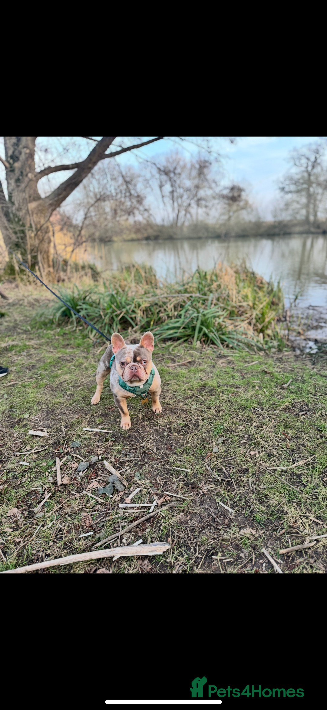 French Bulldog dogs for sale: Merle French bulldog for sale - Image 4