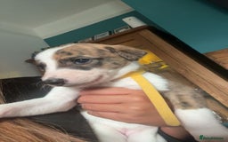 Whippet dogs for sale: 8 WHIPPET PUPPIES   - Image 12