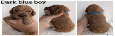 Cockapoo 4