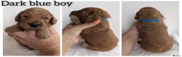 Cockapoo dogs for sale: Beautiful F1b Cockapoo puppies - Advert 9