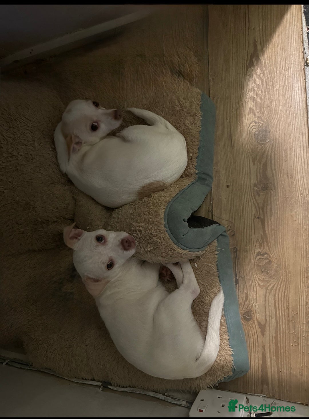 Jug dogs for sale: Jack Russell x pug puppy  - Advert 5