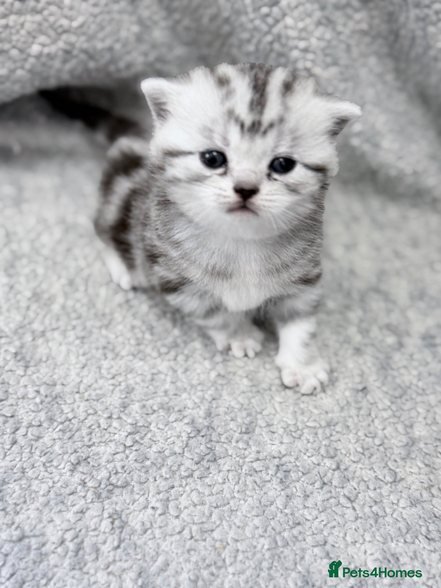 British Shorthair cats for sale: GCCF British shorthair silver tabby female kitten  - Advert 1