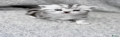 British Shorthair Kitten 1