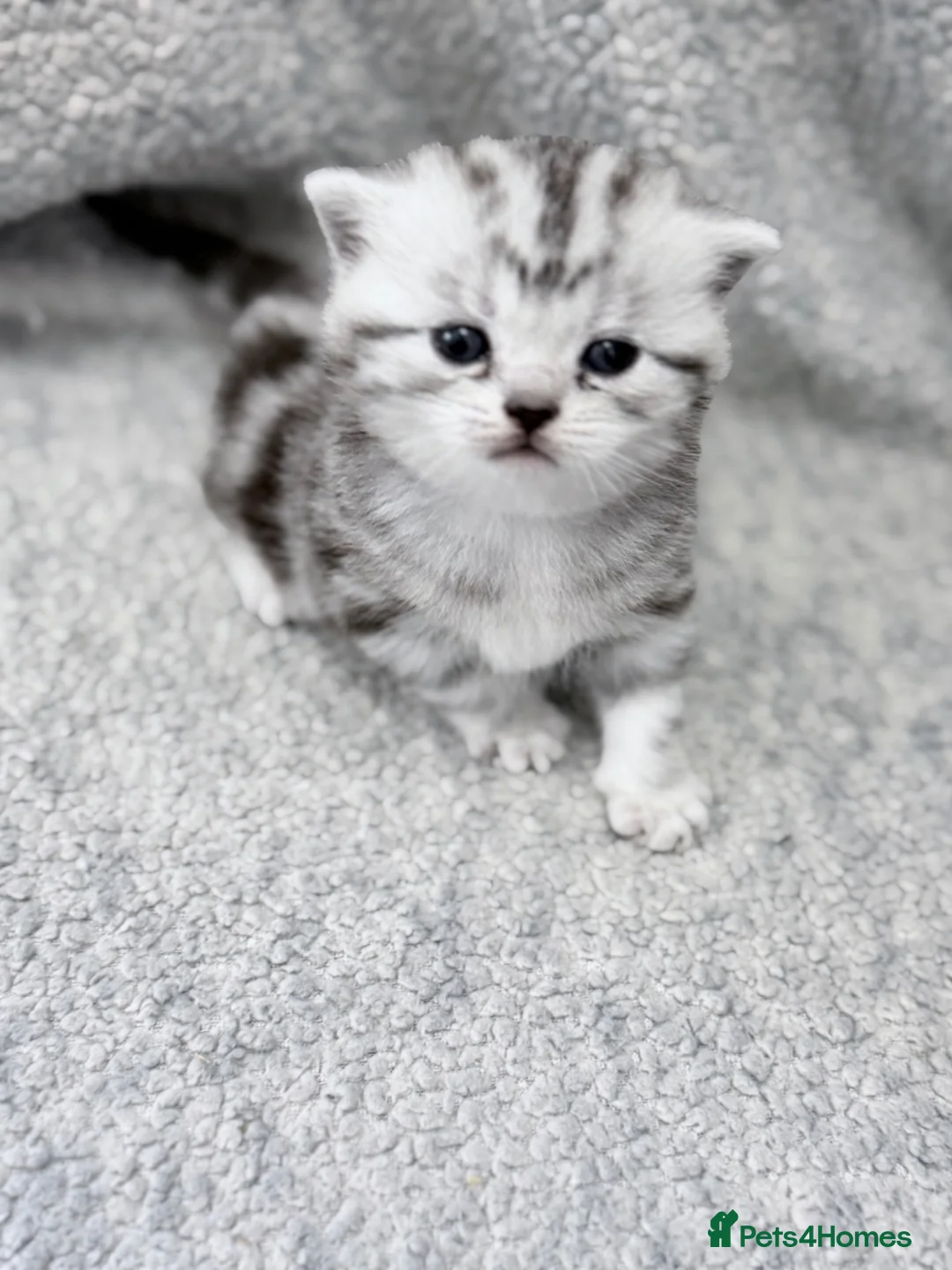 British Shorthair cats for sale: GCCF British shorthair silver tabby female kitten  - Advert 1