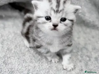 British Shorthair cats for sale: GCCF British shorthair silver tabby female kitten - Advert 1
