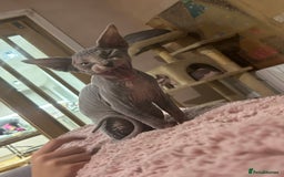 Sphynx cats for sale: Beautiful lot of Sphynx kittens from family pets - Image 6