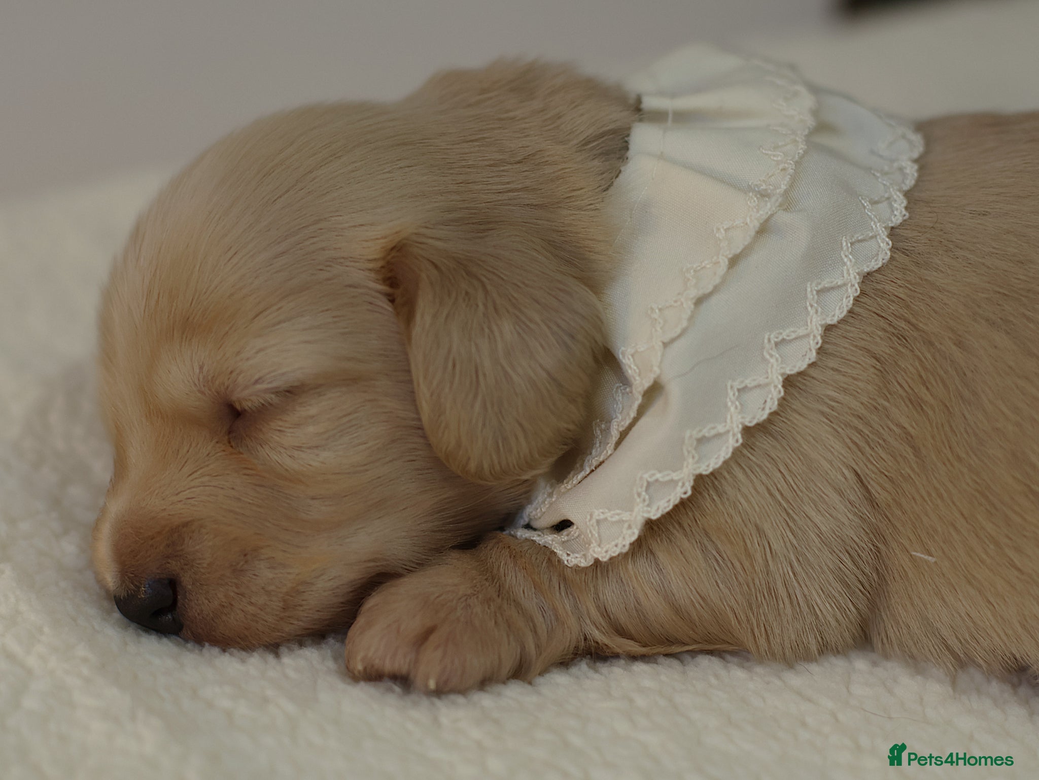 Miniature Dachshund dogs 5*Licensed+Cream+Long Hair+KC+VetChecked+PRAClear - Advert 1